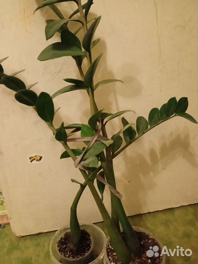 Замиокулькас