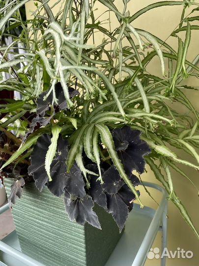 Птерис критский