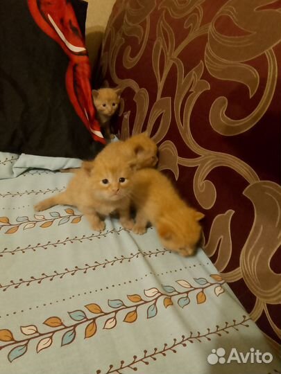 Кошки