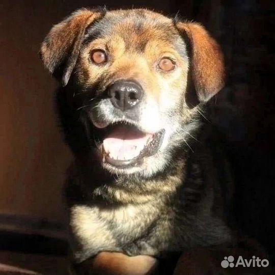 Собака в добрые руки