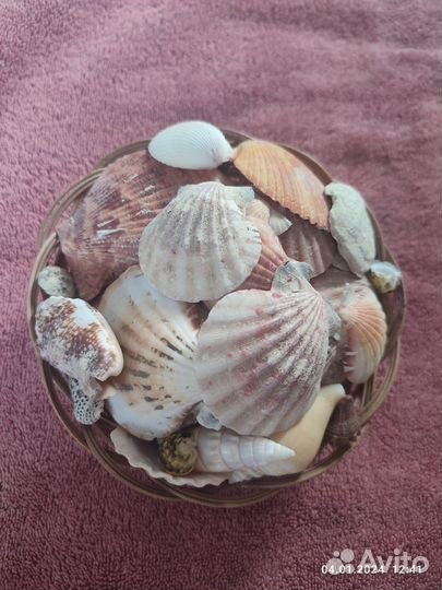 Морские ракушки