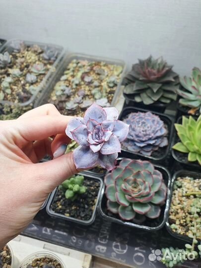 Урок суккуленты для начинающих