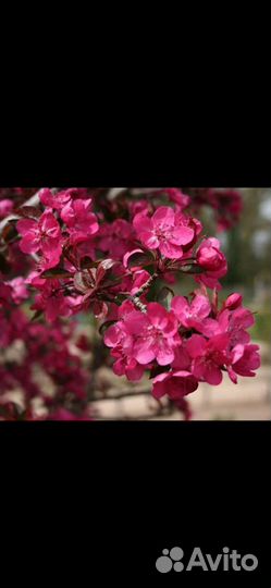 Розовая яблоня саженцы