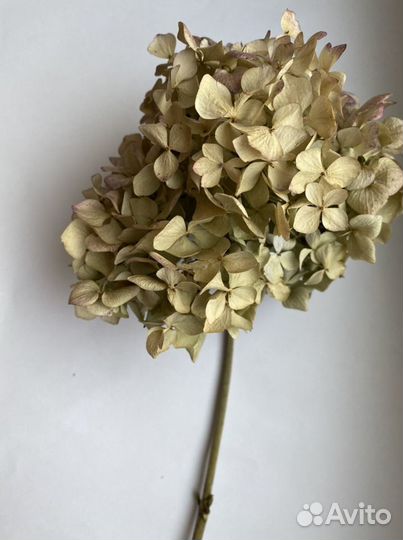 Сухоцветы герберы, целозия, лаванда, гелихризум