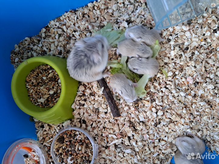 Хомячки Роборовского