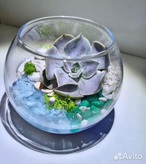 Флорариум compliment