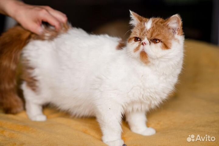 Экзотическая
