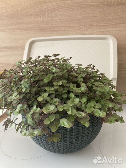 Каллизия ползучая