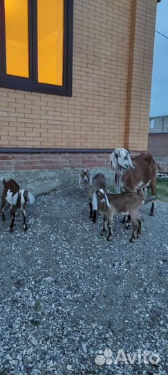 Козы ламанча