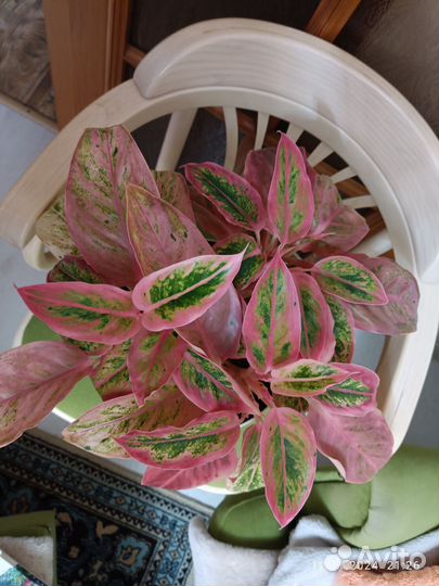 Аглаонема Сальмон фэнтези