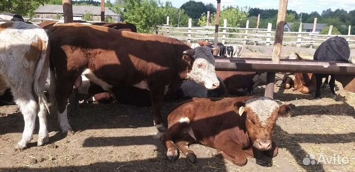 Бычки мясного направления