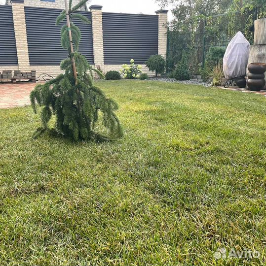 Рулонный газон