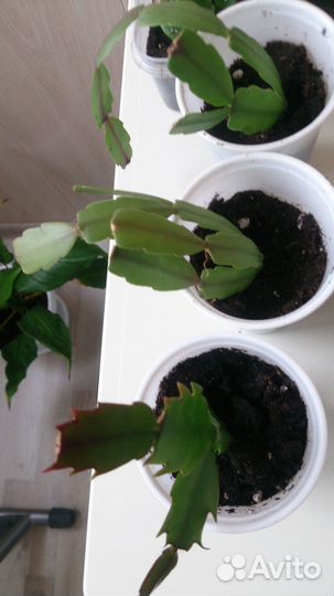 Декабрист сортовой