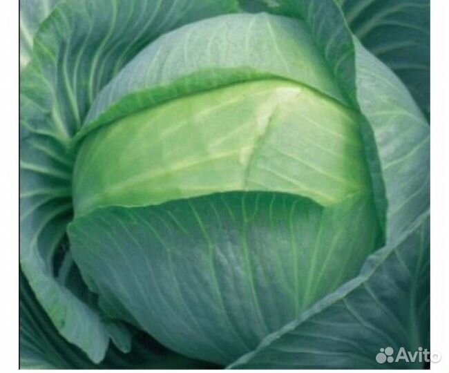 Капуста Атрия