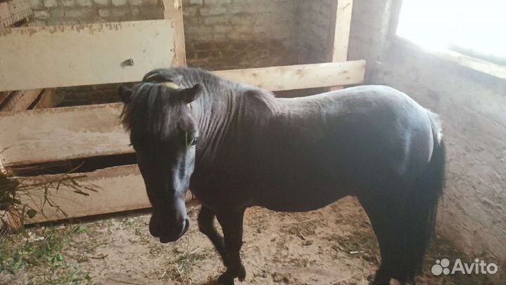 Метис Уэльского пони