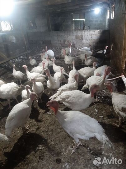 Индюки индюшата