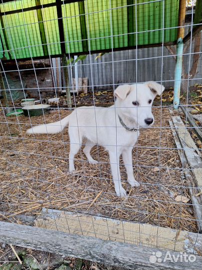 Собака в добрые руки отдам бесплатно