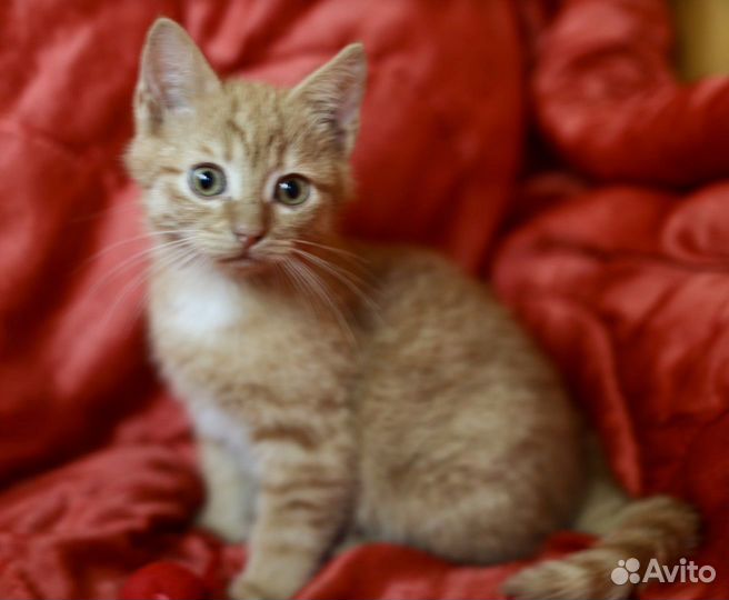 Рыжик с огромными глазами ищет дом