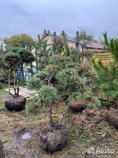 Можжевельник формированный