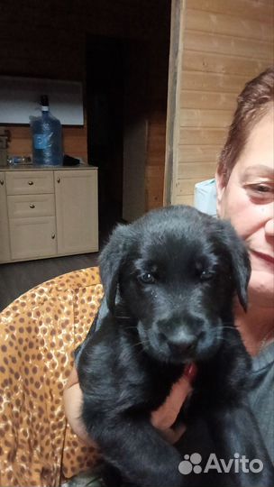 Щенки лабрадора бесплатно