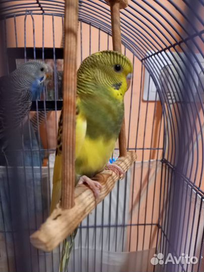 Волнистый попугай