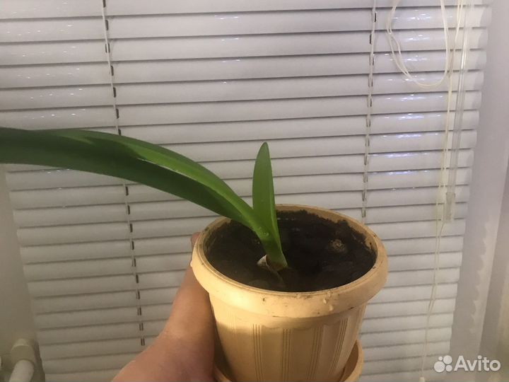 Гиппиаструм(амариллис)