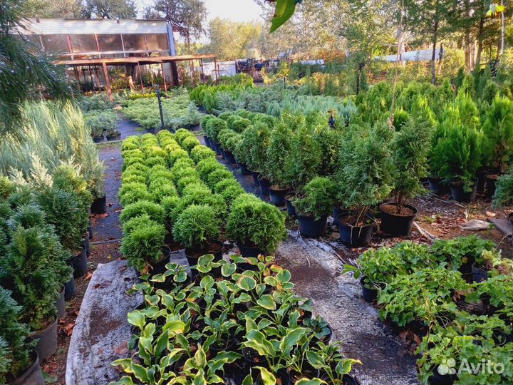 Декоративные хвойные и лиственные растения