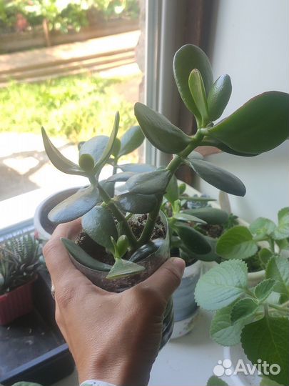 Комнатные цветы