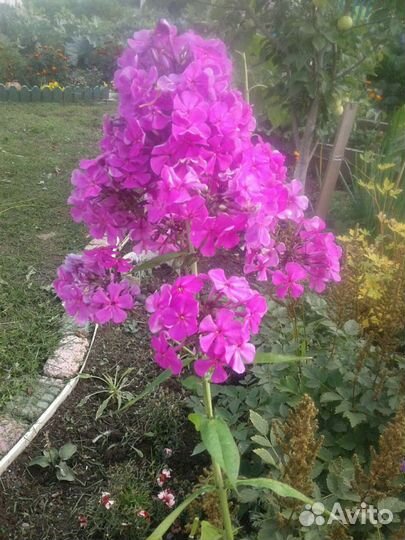 Многолетники разные, почвопокровные