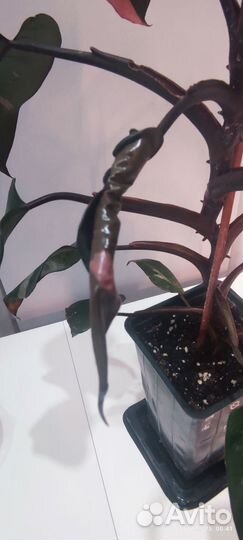 Филодендрон Розовая принцесса