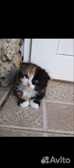 Кошка в дар бесплатно