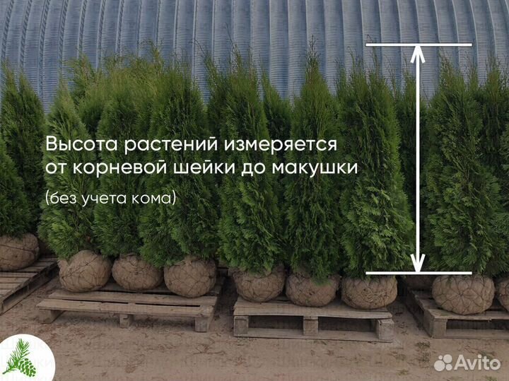 Туя Смарагд 150см - оптом