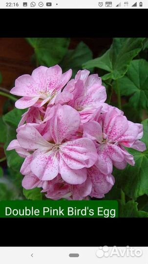 Пеларгония Double Pink Bird's Egg куст