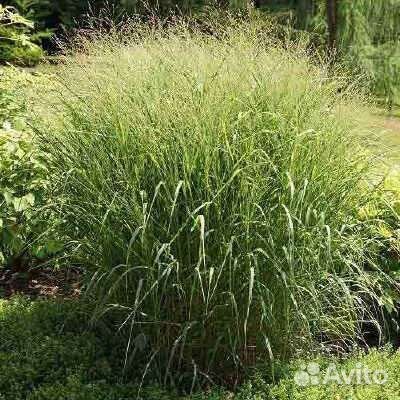 Просо прутьевидное стриктум