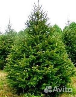 Ель новогодняя