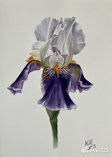 Картина акварель Ирис