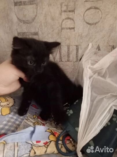 Котятки в добрые руки