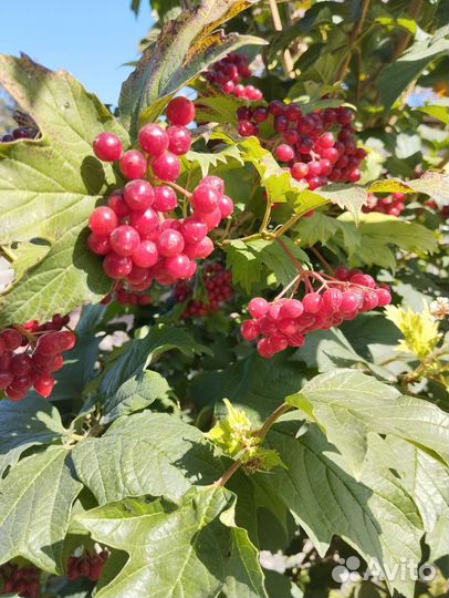 Калина красная(саженцы), ягоды