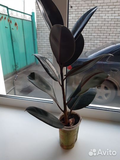 Фикус каучуконосный