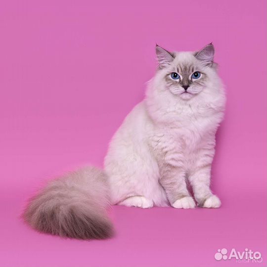 Невские маскарадные котята