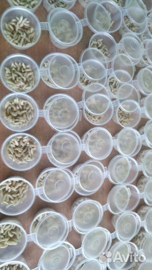 Живая наживка. Черви, мотыль, опарыш