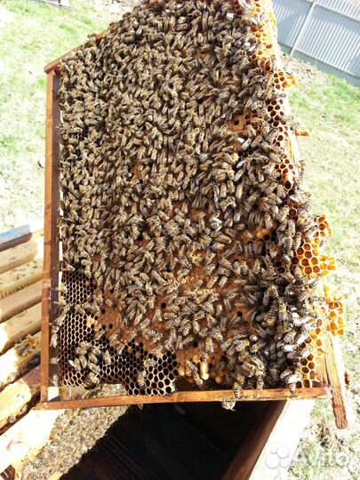 Пчелы от Пасечника