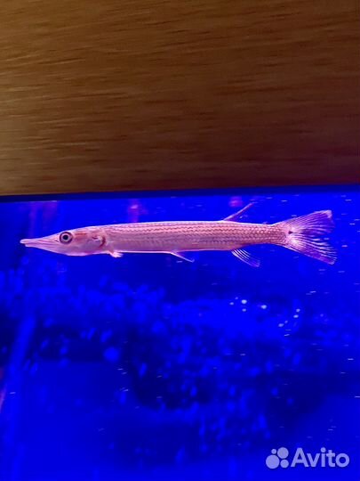 Аквариумные рыбки