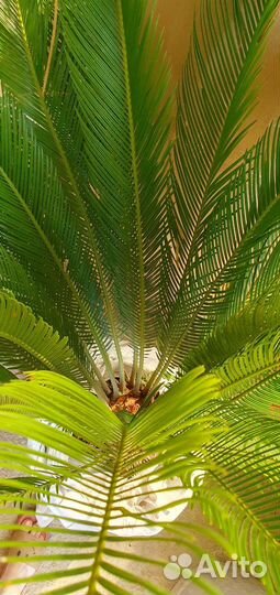 Пальма цикас