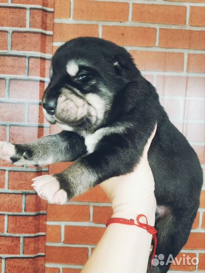 Кобели сао (Алабай)