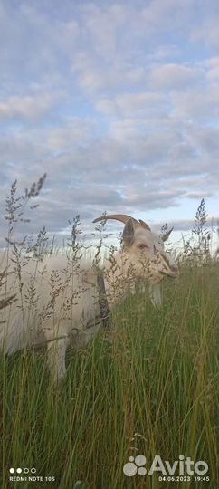 Коза дойная