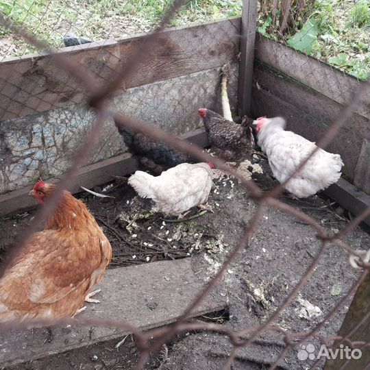 Куры несушки