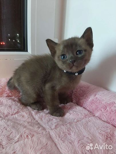 Бурманские котята