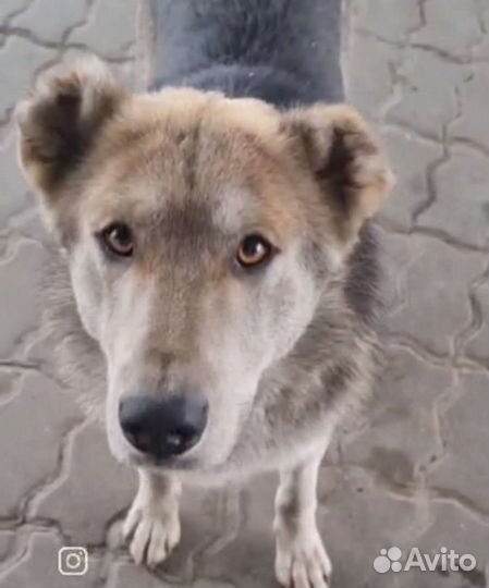 Собака, Мишку могут вывезти в лес