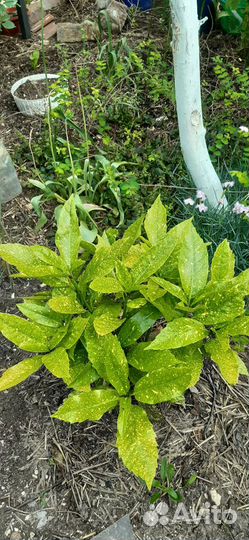 Растения для сада